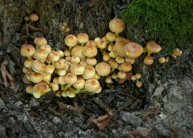 strapcovka zväzkovitá Hypholoma fasciculare (Huds.) P. Kumm.