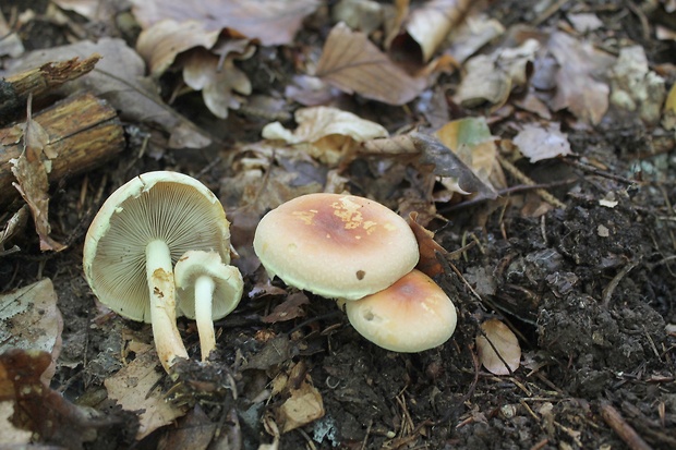 strapcovka Hypholoma sp.