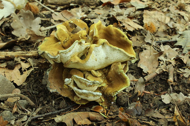 krásnopórovec zelenohnedý Laeticutis cristata (Schaeff.) Audet