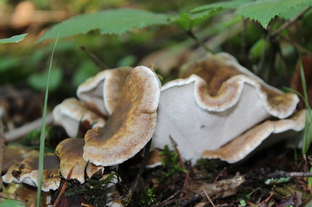 krásnopórovec zelenohnedý Laeticutis cristata (Schaeff.) Audet