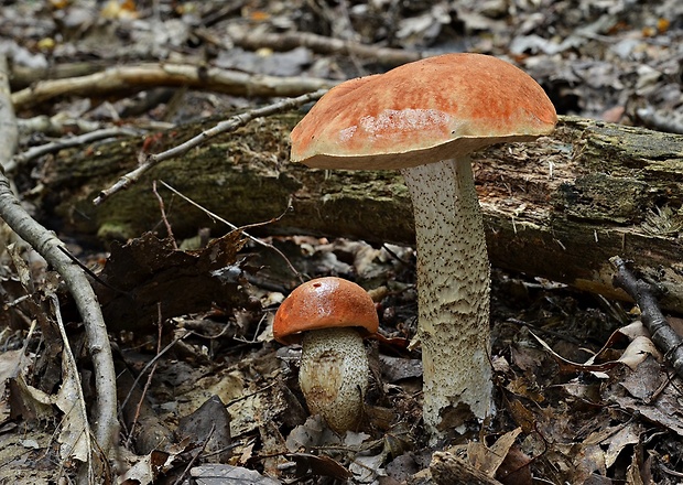 kozák osikový Leccinum albostipitatum den Bakker & Noordel.