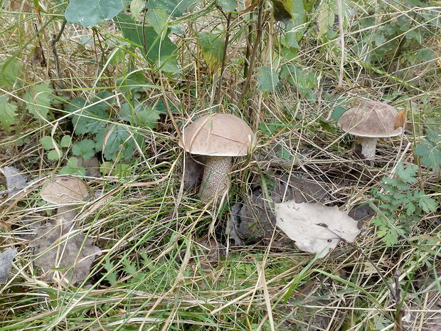 kozák topoľový Leccinum duriusculum (Schulzer ex Kalchbr.) Singer