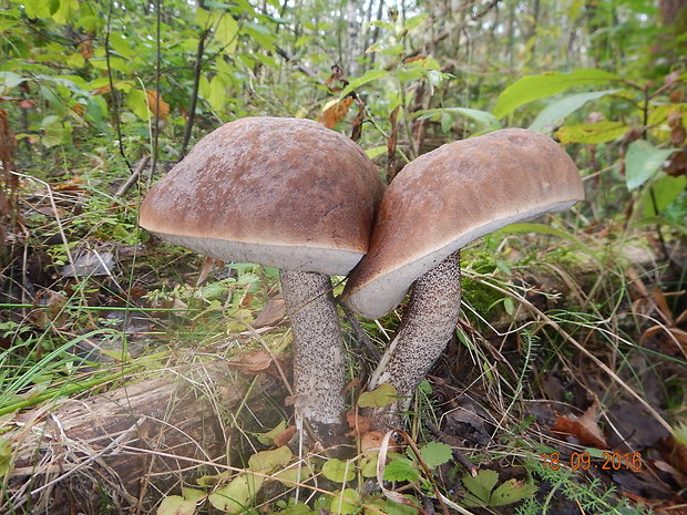 kozák topoľový Leccinum duriusculum (Schulzer ex Kalchbr.) Singer