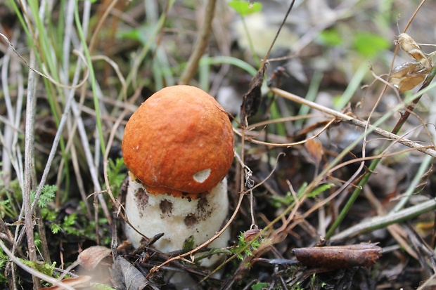 kozák sosnový Leccinum vulpinum Watling