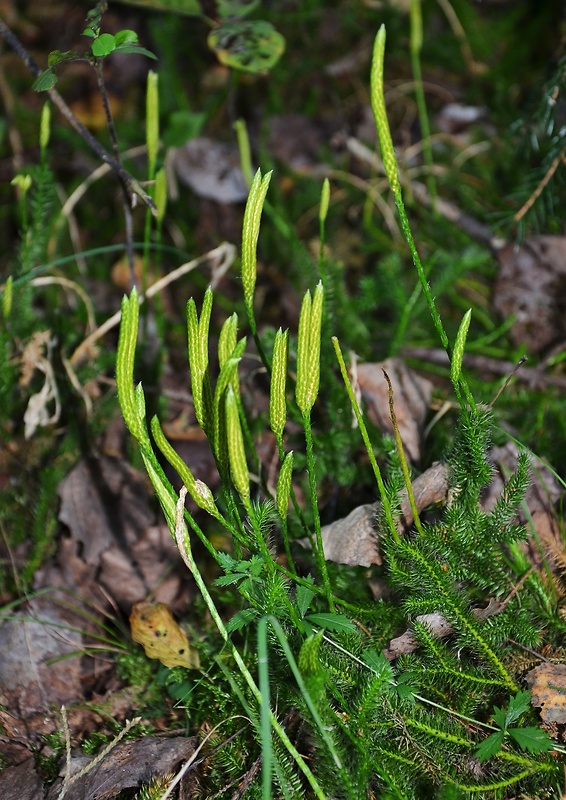 plavúň obyčajný Lycopodium clavatum L.