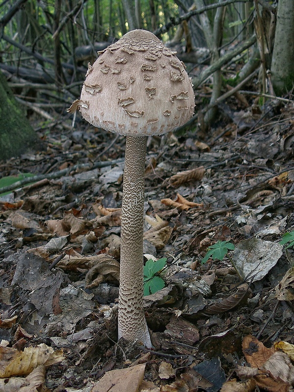 bedľa vysoká Macrolepiota procera (Scop.) Singer