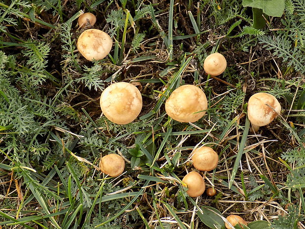 tanečnica poľná Marasmius oreades (Bolton) Fr.