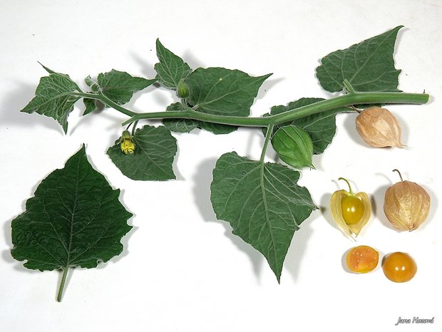 machovka peruánska Physalis peruviana L.