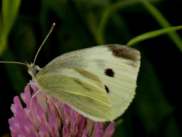 mlinárik repový Pieris rapae