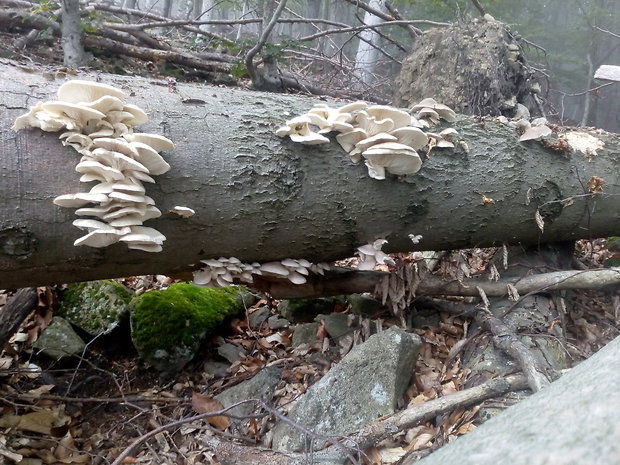 hliva buková Pleurotus pulmonarius (Fr.) Quél.