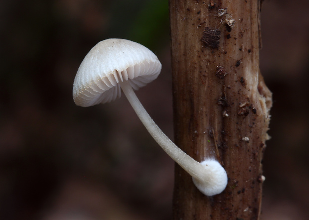 štítovka hľúzkovitá Pluteus semibulbosus (Lasch) Quél.