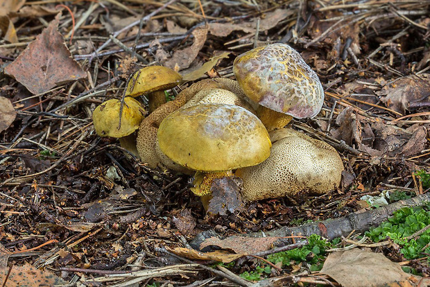 suchohríb cudzopasný Pseudoboletus parasiticus (Bull.) Šutara