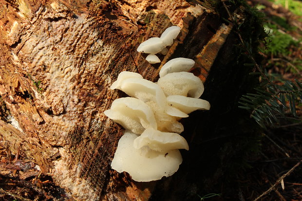 pajelenka želatínová Pseudohydnum gelatinosum (Scop.) P. Karst.