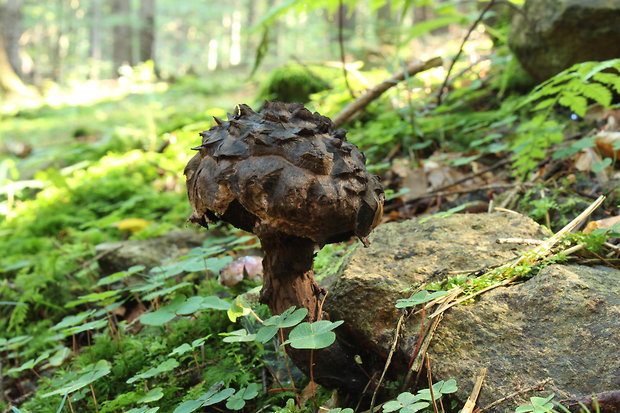 šiškovec šupinatý Strobilomyces strobilaceus (Scop.) Berk.