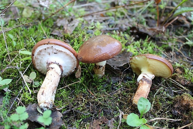 masliak obyčajný Suillus luteus (L.) Roussel