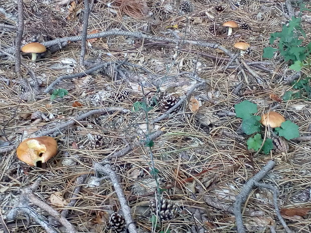 masliak obyčajný Suillus luteus (L.) Roussel