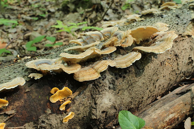 trúdnikovec pestrý Trametes versicolor (L.) Lloyd