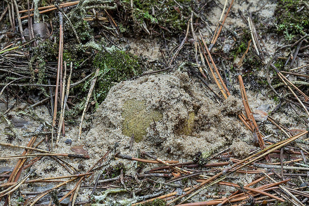 čírovka zelenkastá Tricholoma equestre (L.) P. Kumm.