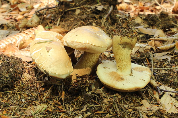 podhríb žlčový Tylopilus felleus (Bull.) P. Karst.