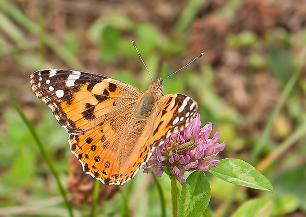 babôčka bodliaková Vanessa cardui