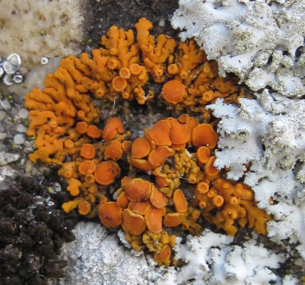 diskovník oranžový Xanthoria elegans (Link) Th. Fr.