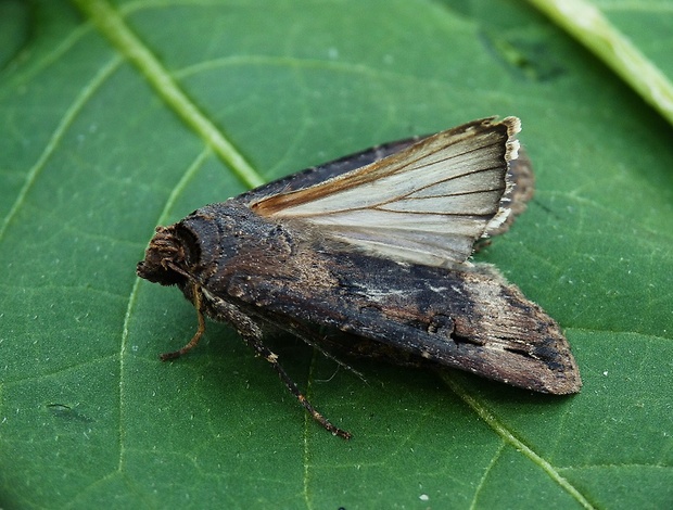 siatica ypsilonová Agrotis ipsilon