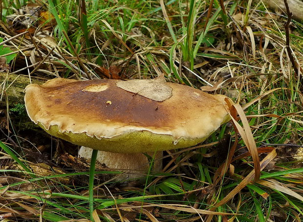 hríb smrekový Boletus edulis Bull.