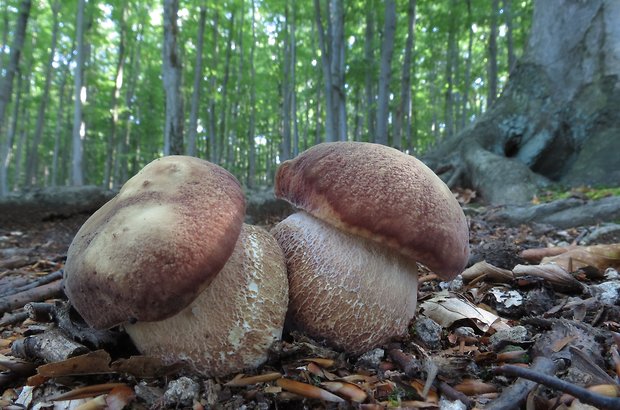 hríb sosnový Boletus pinophilus Pil. et Dermek in Pil.