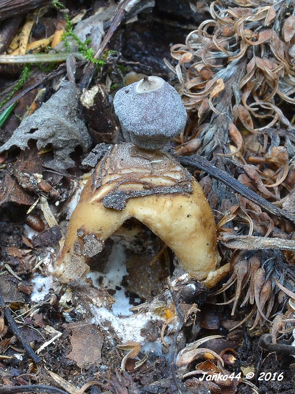 hviezdovka klenbová Geastrum fornicatum (Huds.) Hook.