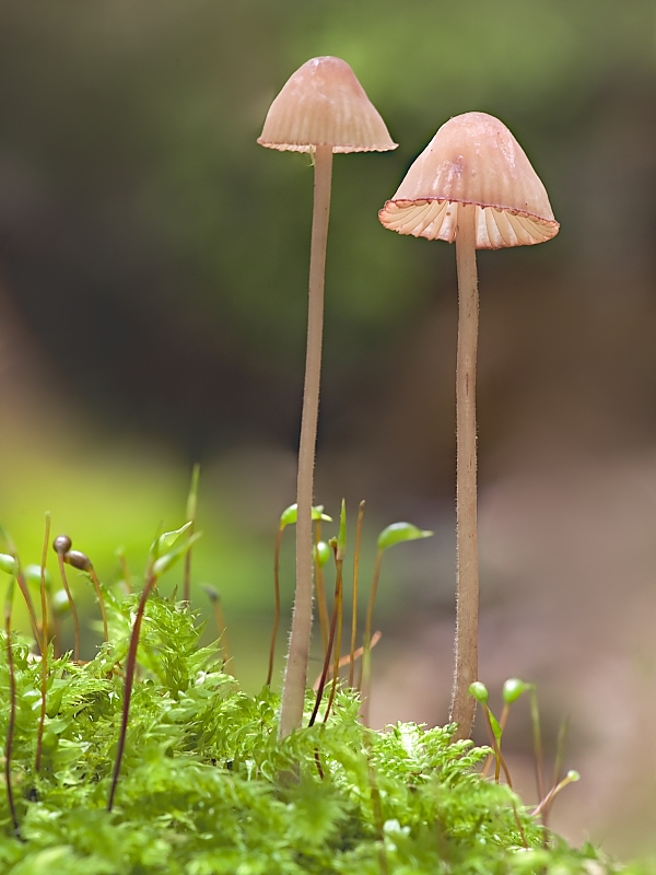 prilbička červenoobrúbená Mycena rubromarginata (Fr.) P. Kumm.