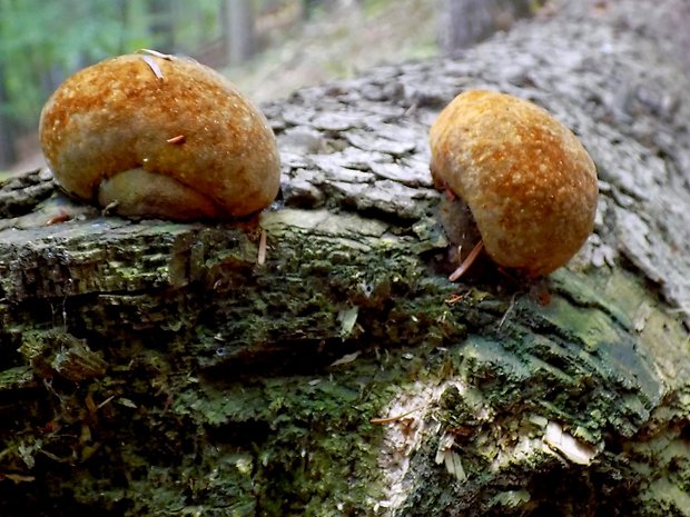 ohňovec Phellinus sp.