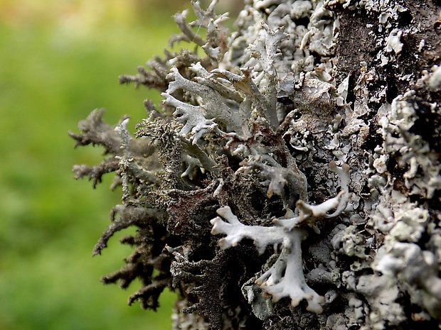 pakonárnik otrubový Pseudevernia furfuracea var. furfuracea (L.) Zopf