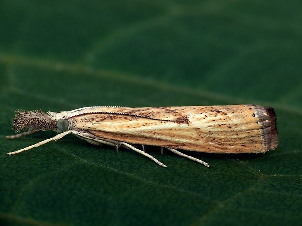 trávovec prúžkatý (sk) / travařík (cz) Agriphila inquinatella Denis & Schiffermüller, 1775