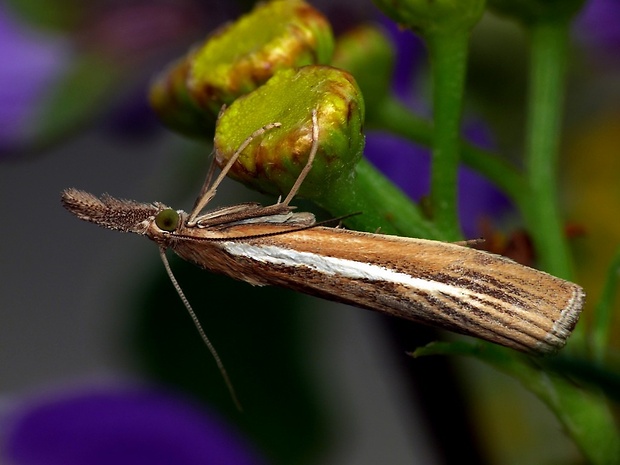 trávovec trávový (sk) / travařík travní (cz) Agriphila tristella Denis & Schiffermüller, 1775