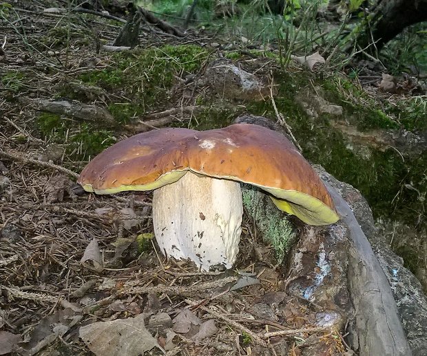 hríb smrekový Boletus edulis Bull.