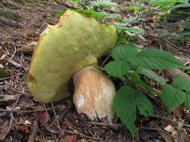 hríb smrekový Boletus edulis Bull.