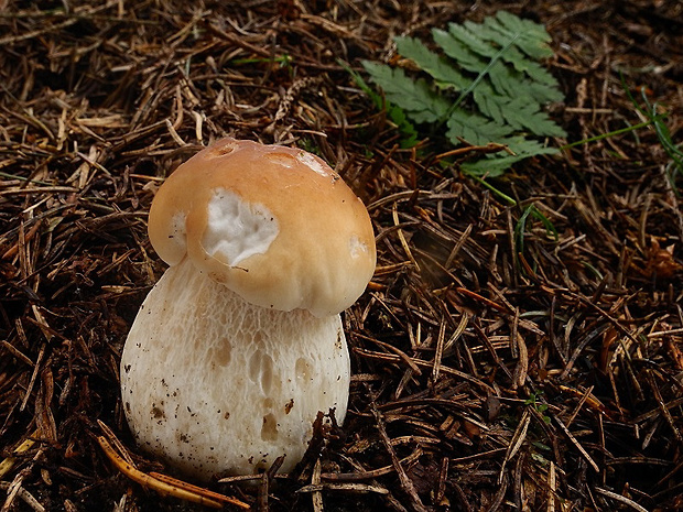 hríb smrekový Boletus edulis Bull.