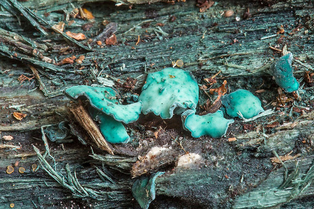 zelenica Chlorociboria sp.