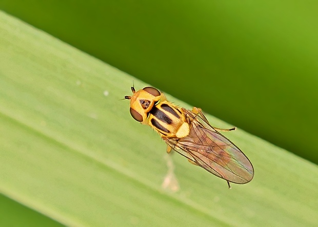 zelenuška Chlorops scalaris