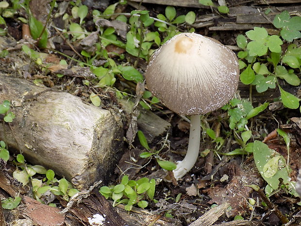 hnojník Coprinus sp.