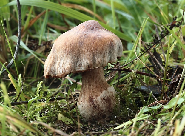 pavučinovec Cortinarius sp.