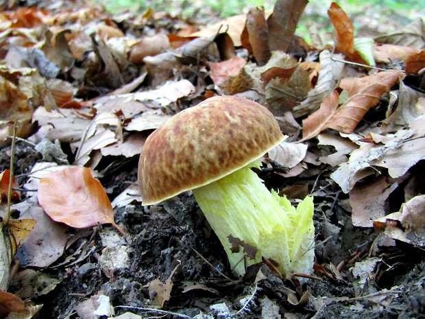 hríb jamkatý Hemileccinum depilatum (Redeuilh) Šutara