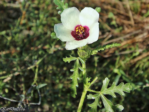 ibištek trojdielny Hibiscus trionum L.