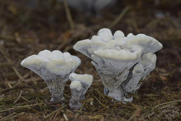 jelenkovka voňavá Hydnellum suaveolens (Scop.) P. Karst.