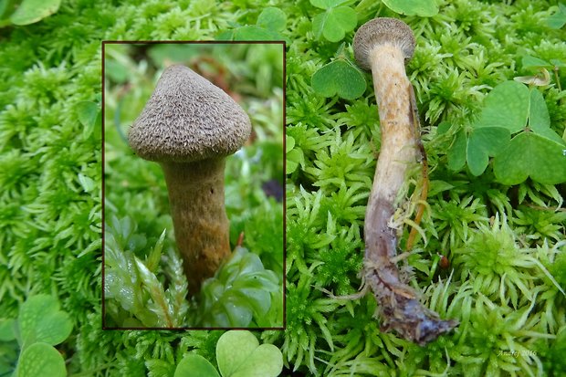 vláknica Inocybe leptophylla G.F. Atk.