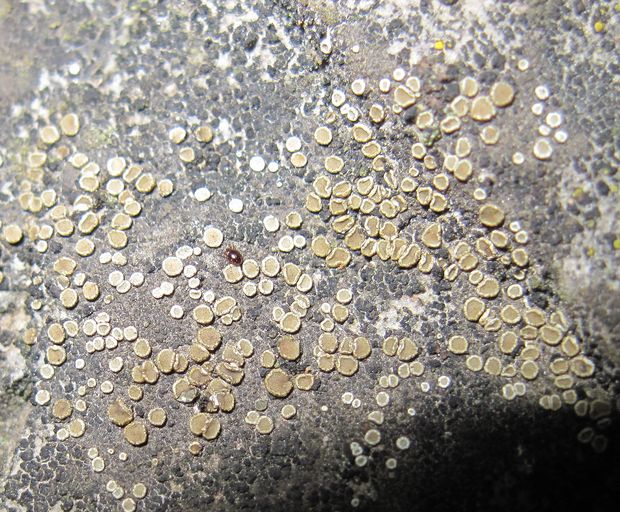 lekanora Lecanora sp.