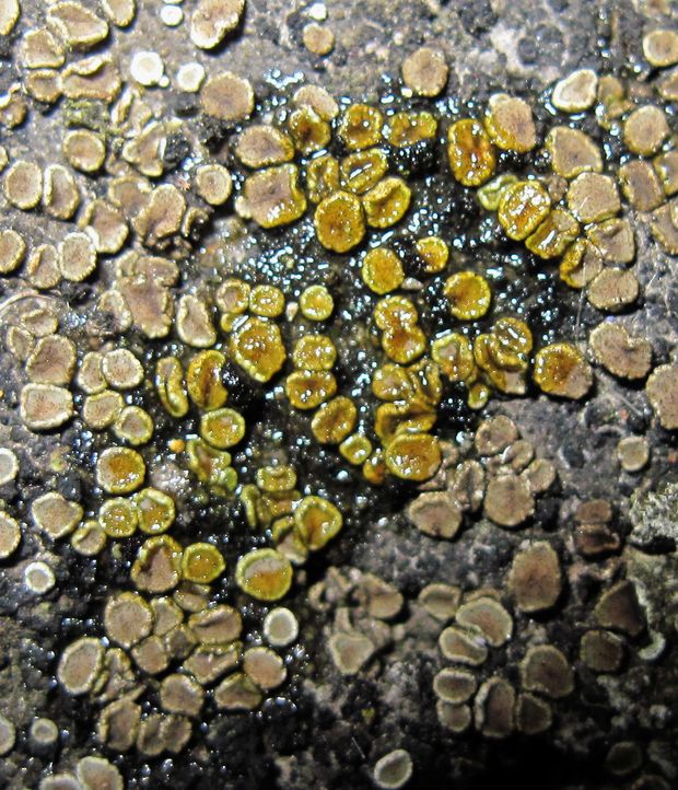 lekanora Lecanora sp.