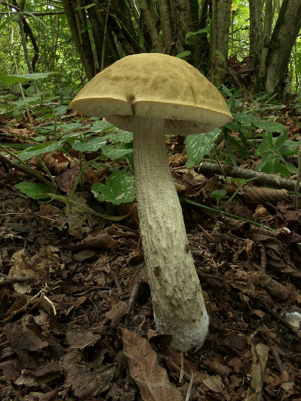 kozák hrabový Leccinum pseudoscabrum (Kallenb.) Šutara