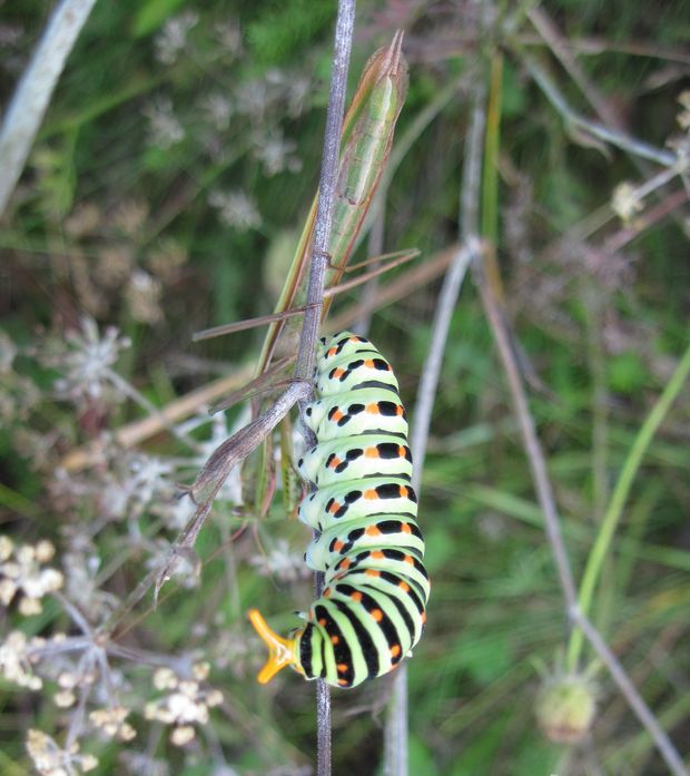 vidlochvost feniklový Papilio machaon L., 1758