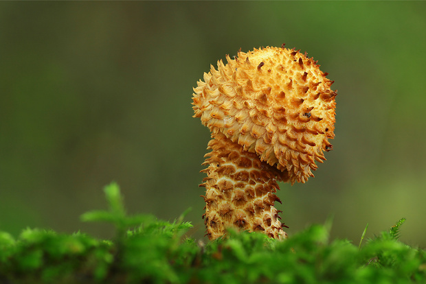 šupinovka šupinatá Pholiota squarrosa (Vahl) P. Kumm.